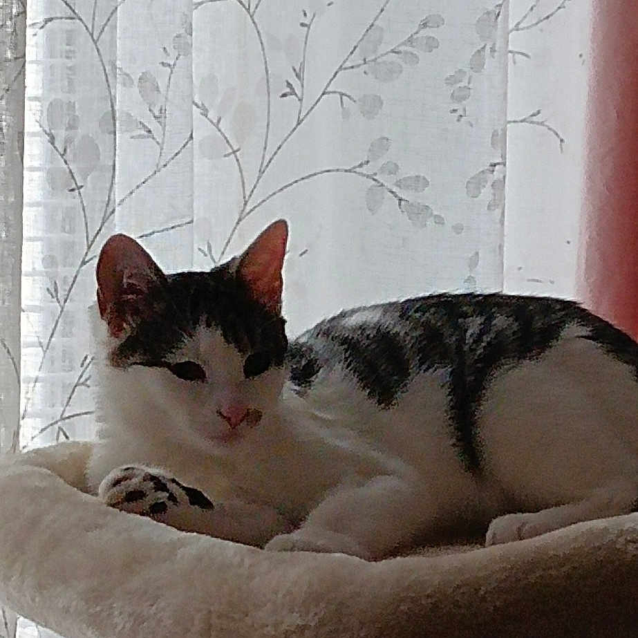 Sirius
