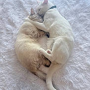 Alkaline And Archer joined the competition — help win amazing prizes! animal, beige, cat, cats, companionship, cozy, cuddle, cute, ears, fluffy_blanket, fur, hug, indoor, love, pet, relaxation, resting, sleeping, tail, white