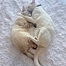 animal, beige, cat, cats, companionship, cozy, cuddle, cute, ears, fluffy_blanket, fur, hug, indoor, love, pet, relaxation, resting, sleeping, tail, white