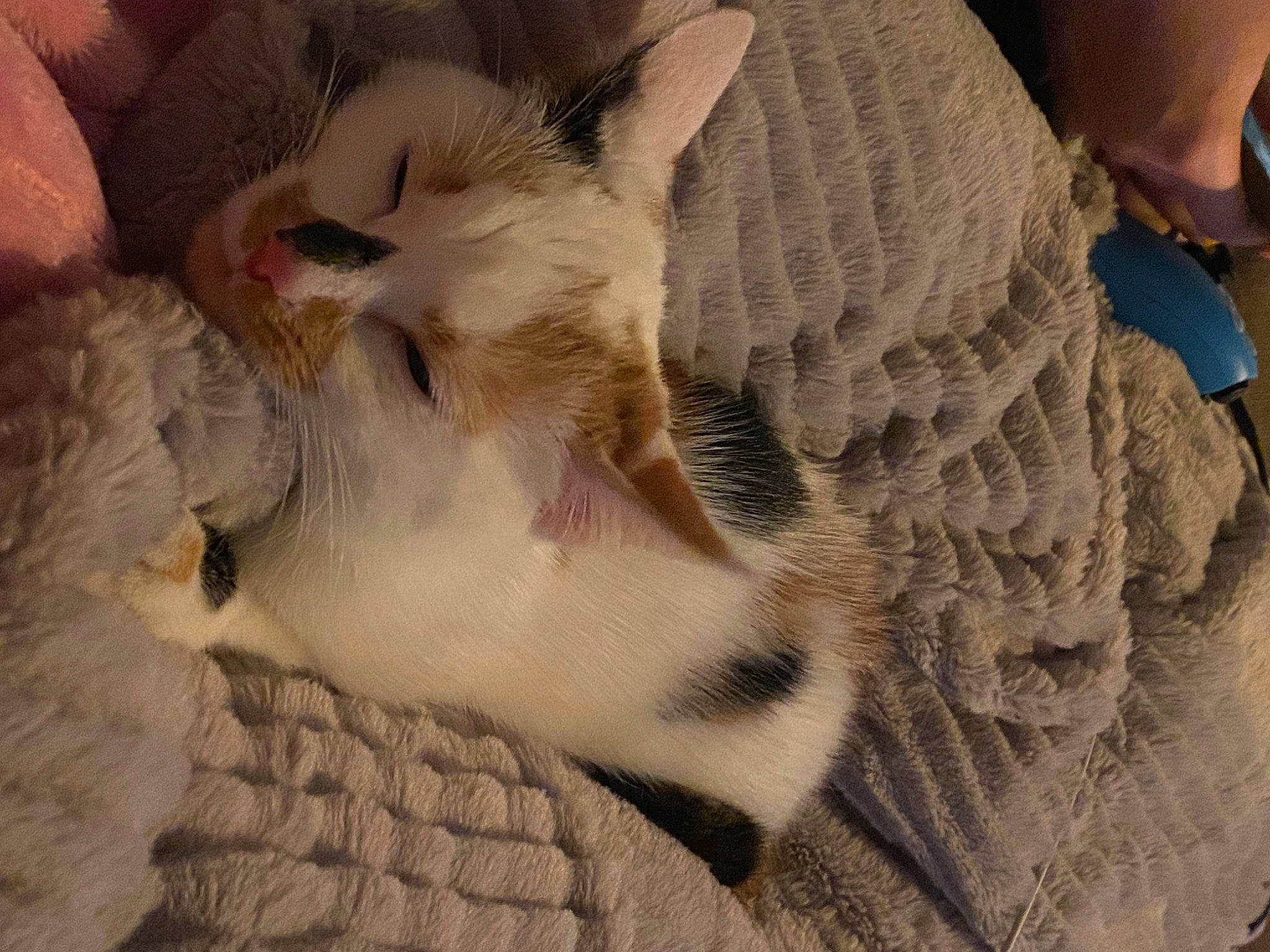 Flockie participe au concours pour gagner de l'argent avec cette photo : carnivore, cat, cat_bed, claw, comfort, domestic_short_haired_cat, fawn, felidae, fur, nap, paw, sand, sleep, small_to_medium_sized_cats, tail, whiskers