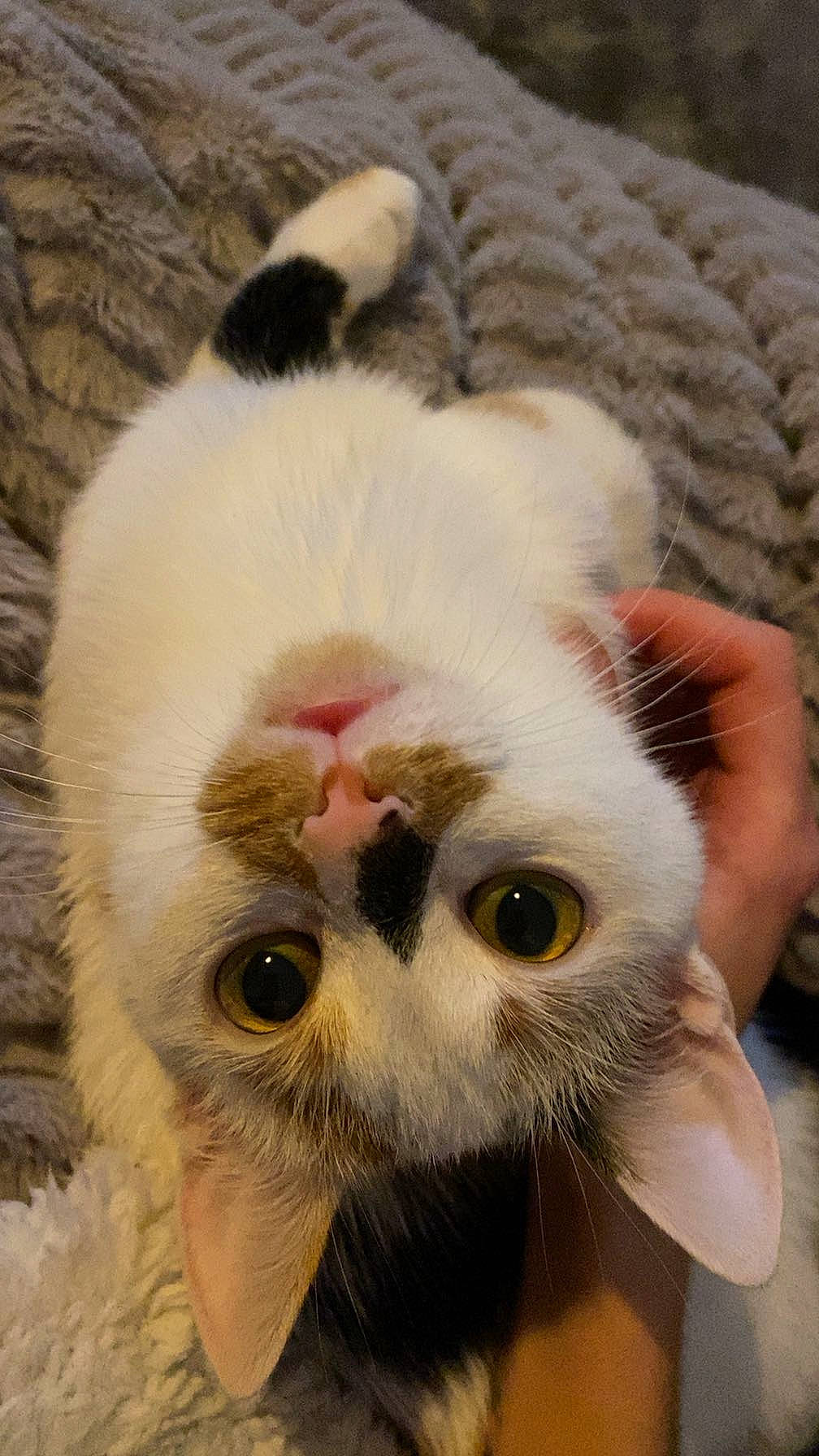 Flockie participe au concours pour gagner de l'argent avec cette photo : carnivore, cat, claw, domestic_short_haired_cat, fawn, felidae, fur, iris, nail, paw, small_to_medium_sized_cats, tail, terrestrial_animal, whiskers