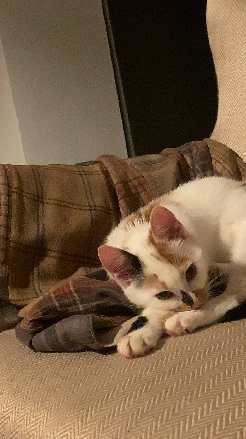 Flockie a rejoint le concours — aidez-le/la à gagner de superbes lots ! carnivore, cat, comfort, couch, domestic_short_haired_cat, fawn, felidae, flooring, foot, fur, hardwood, human_leg, linens, nap, paw, small_to_medium_sized_cats, tail, television, whiskers, wood