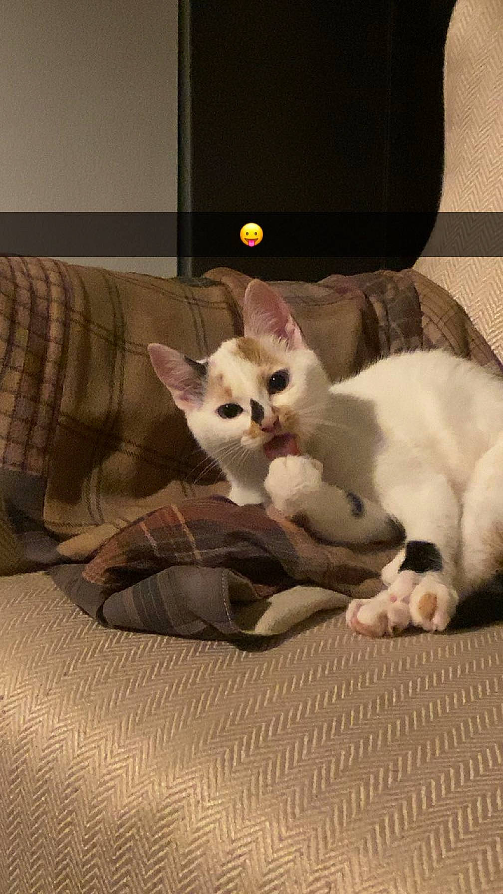 Flockie participe au concours pour gagner de l'argent avec cette photo : carnivore, cat, cat_supply, claw, comfort, domestic_short_haired_cat, fawn, felidae, flooring, fur, hardwood, linens, nap, paw, room, small_to_medium_sized_cats, snout, tail, whiskers, wood