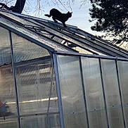 Ace is registered to the contest to win money with this photo: animal, balancing, black_cat, branches, cat, curious, daylight, glass, greenhouse, nature, outdoor, pet, pine_tree, plant, quiet, roof, silhouette, sky, structure, tree