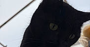 Ace joined the competition — help win amazing prizes! animal, black_cat, cat, closeup, curious, daylight, domestic_animal, ears, feline, green_eyes, looking_down, mammal, nature, outdoor, overcast, pet, portrait, sky, whiskers, wood