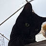 animal, black_cat, cat, closeup, curious, daylight, domestic_animal, ears, feline, green_eyes, looking_down, mammal, nature, outdoor, overcast, pet, portrait, sky, whiskers, wood