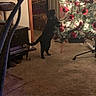 Ace is registered to the contest to win money with this photo: animal, beads, black_cat, carpet, cat, christmas_tree, cozy, curtain, decorations, doorway, furniture, holiday, household, indoor, living_room, night, ornaments, pet, red_ornaments, tree_lights