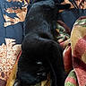 Ace is registered to the contest to win money with this photo: animal, bedspread, black_cat, blanket, cat, comfort, cozy, domestic_animal, feline, fur, indoor, nap, patterned_blanket, paw, pet, relaxing, resting, sleeping, soft_texture, stretching