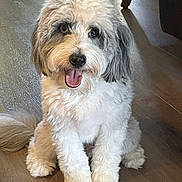 Kobi is registered to the contest to win money with this photo: adorable, animal, companion, cute, dog, domestic, eyes, fluffy, friendly, fur, happy, indoor, mammal, pet, playful, sitting, small_dog, tail, tongue_out, wooden_floor