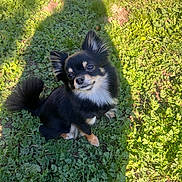 Lyla a rejoint le concours — aidez-le/la à gagner de superbes lots ! animal, black_and_tan, chihuahua, cute, dog, ears, fluffy, fluffy_tail, garden, grass, greenery, long_hair, looking_at_camera, outdoor, playful, portrait, shadow, sitting, small_dog, sunlight