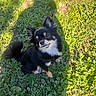 animal, black_and_tan, chihuahua, cute, dog, ears, fluffy, fluffy_tail, garden, grass, greenery, long_hair, looking_at_camera, outdoor, playful, portrait, shadow, sitting, small_dog, sunlight