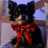 Lyla participe au concours pour gagner de l'argent avec cette photo : animal_photography, black_and_tan, blanket, bow, chihuahua, close_up, dark_fur, dog, festive, holiday, indoors, large_ears, long_hair, pet, portrait, puppy, red_bow, sitting, small_breed, soft_texture
