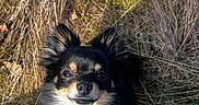 Lyla participe au concours pour gagner de l'argent avec cette photo : animal, black_and_tan, close_up, dog, facial_expression, field, fluffy, fur, grass, long_hair, nature, outdoor, pet, portrait, small_dog, standing, sunlight, tall_grass, upright_ears, windblown