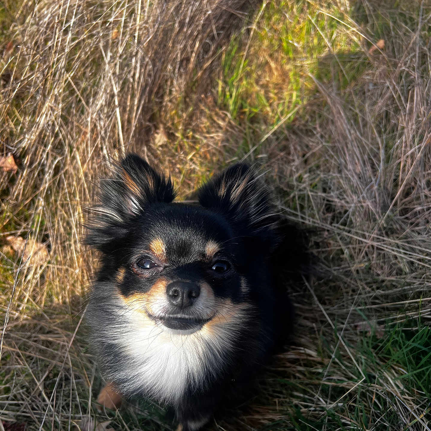 Lyla