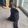 cat, tabby, indoor, carpet, tail, scratching_post, window, sliding_door, pet, feline, looking_away, side_view, fur, domestic_animal, home, light, shadow, quiet, resting, curious