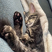 Rio joined the competition — help win amazing prizes! kitten, cat, sleeping, paw, tabby, feline, pet, blanket, couch, cozy, fur, whiskers, relaxing, indoors, cute, animal, nap, soft, comfort, rest
