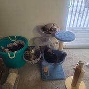 Milo is registered to the contest to win money with this photo: cat, cat_tree, indoor, carpet, basket, window, sliding_door, snow, pet, feline, resting, gray, blue, brown, white, animal, toy, home, cozy, relaxing