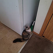 Yuki joined the competition — help win amazing prizes! cat, indoor, floor, carpet, tile, broom, wall, door, curious, pet, animal, feline, corner, brown, white, gray, fluffy, tail, household, quiet