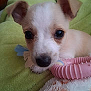 Sweet Pea is registered to the contest to win money with this photo: puppy, dog, close_up, pet, toy, pink_toy, blanket, green_blanket, cute, young_dog, indoor, animal, fur, ears, nose, small, resting, face, looking, domestic_animal