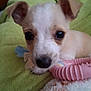 puppy, dog, close_up, pet, toy, pink_toy, blanket, green_blanket, cute, young_dog, indoor, animal, fur, ears, nose, small, resting, face, looking, domestic_animal