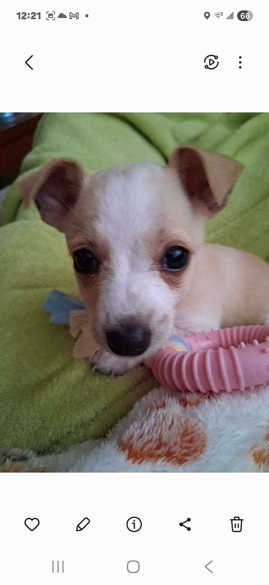 Sweet Pea is registered to the contest to win money with this photo: puppy, dog, close_up, pet, toy, pink_toy, blanket, green_blanket, cute, young_dog, indoor, animal, fur, ears, nose, small, resting, face, looking, domestic_animal