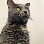 Lucky joined the competition — help win amazing prizes! cat, tabby, close_up, fluffy, yellow_eyes, pink_tongue, whiskers, fur, pet, animal, cute, portrait, indoor, feline, mammal, looking_up, soft_light, playful, domestic_cat, curious