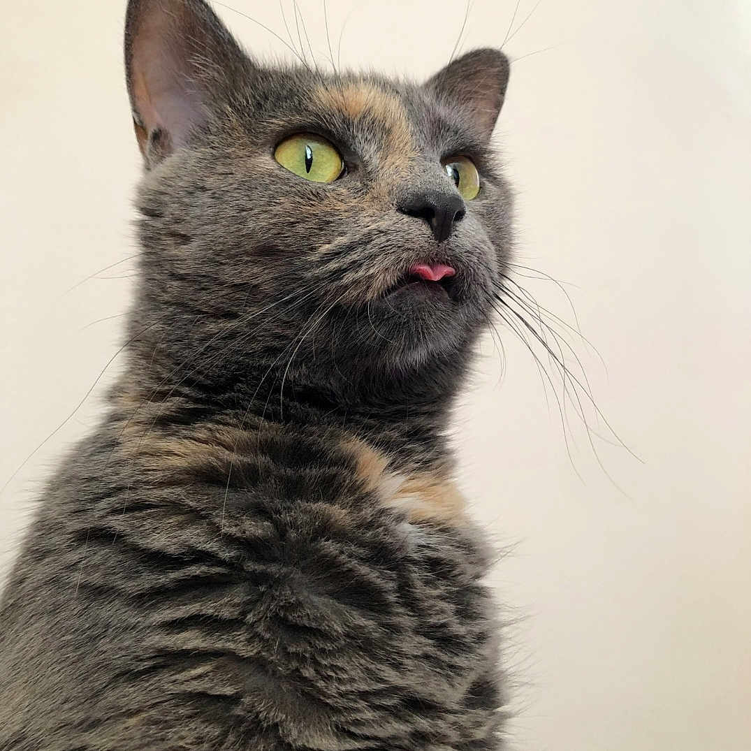 Lucky joined the competition — help win amazing prizes! animal, cat, close_up, curious, cute, domestic_cat, feline, fluffy, fur, indoor, looking_up, mammal, pet, pink_tongue, playful, portrait, soft_light, tabby, whiskers, yellow_eyes