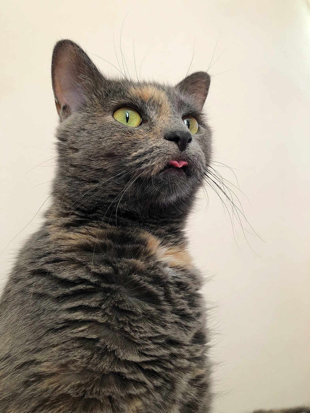 Lucky joined the competition — help win amazing prizes! cat, tabby, close_up, fluffy, yellow_eyes, pink_tongue, whiskers, fur, pet, animal, cute, portrait, indoor, feline, mammal, looking_up, soft_light, playful, domestic_cat, curious