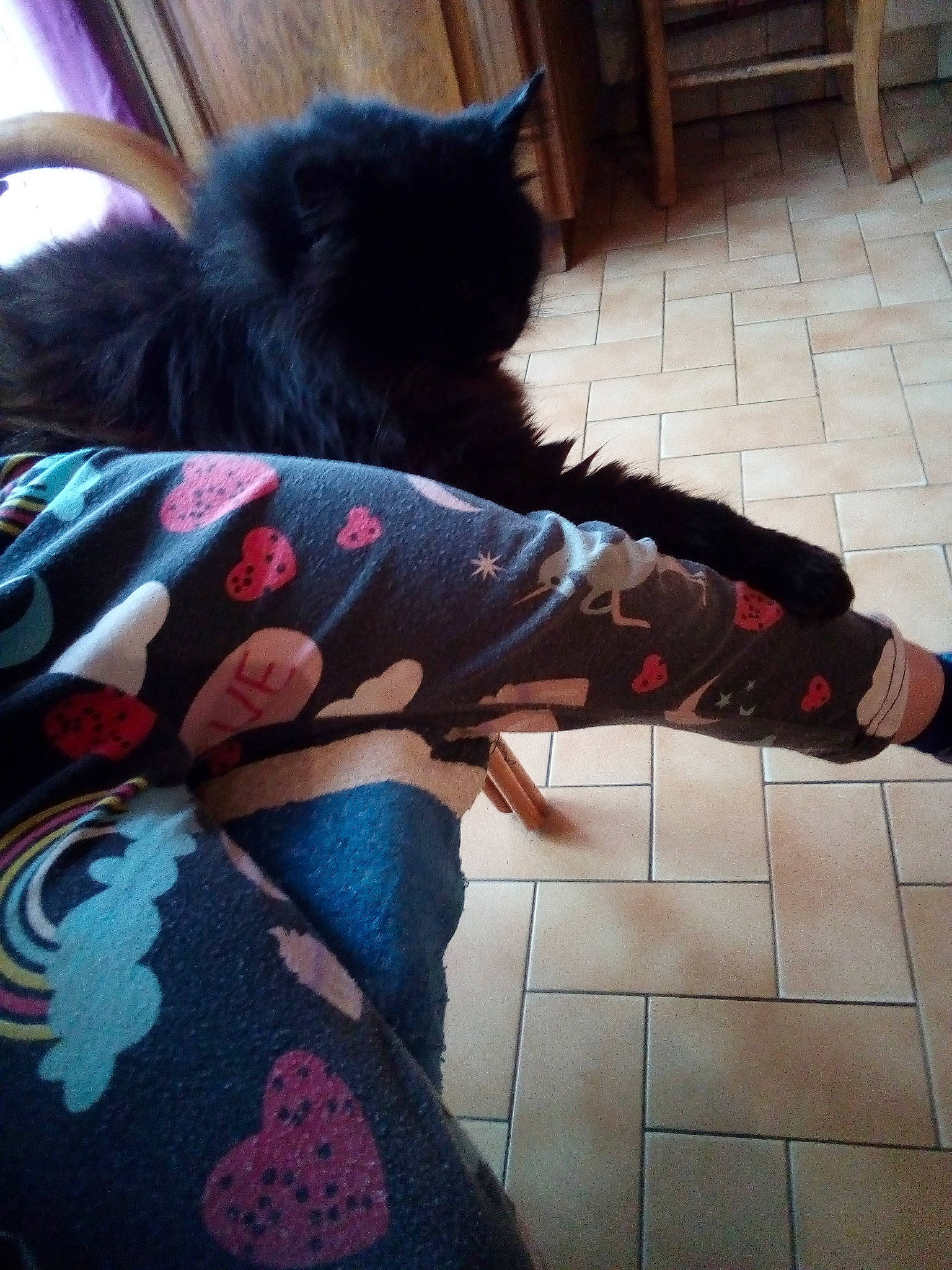 Matou participe au concours pour gagner de l'argent avec cette photo : black_cat, black_hair, canidae, carnivore, cat, companion_dog, felidae, floor, flooring, fur, human_leg, leg, long_hair, non_sporting_group, pattern, schipperke, small_to_medium_sized_cats, tail, thigh, tights