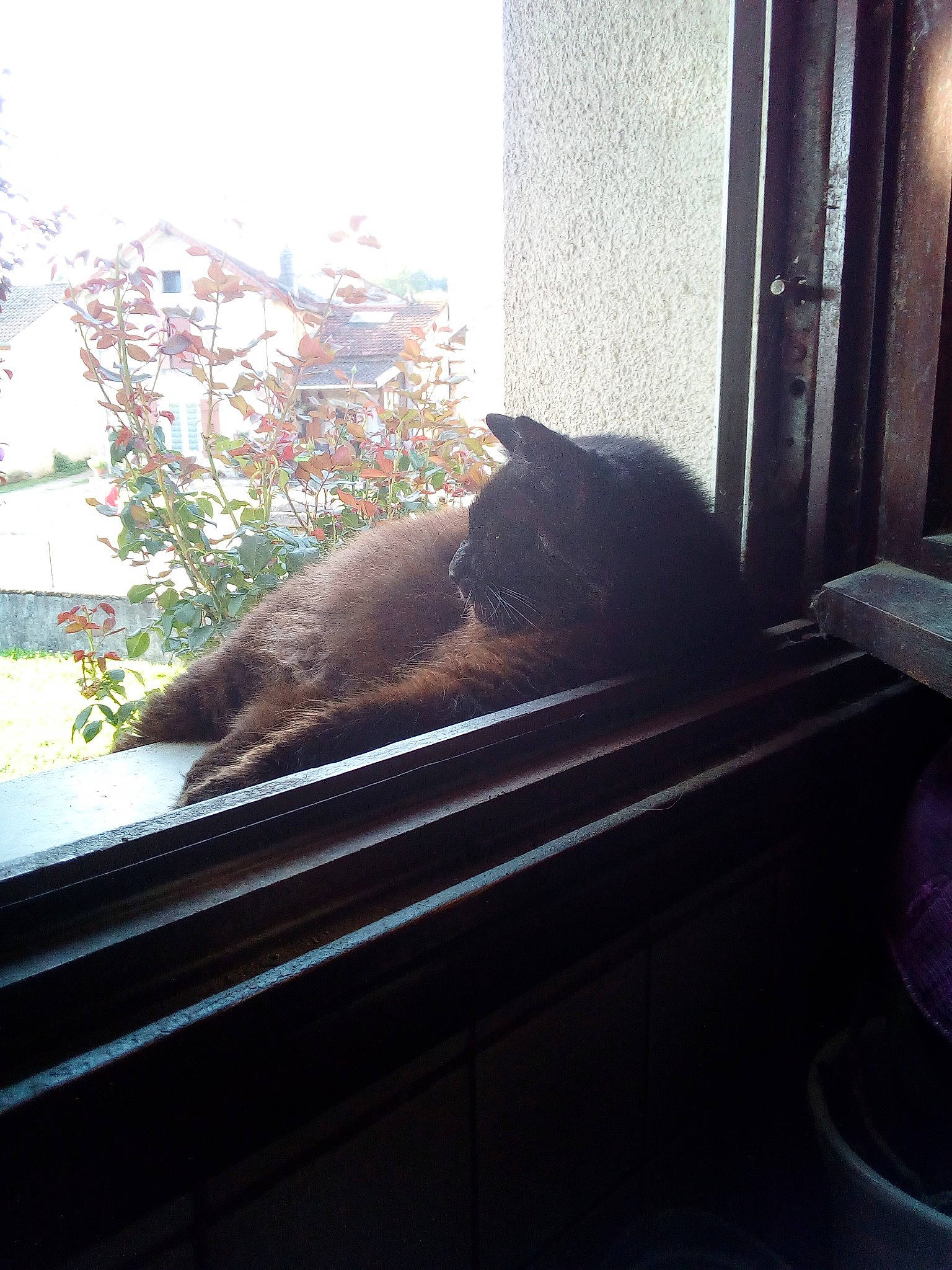 Matou participe au concours pour gagner de l'argent avec cette photo : black_cat, carnivore, cat, daylighting, felidae, glass, home, house, light, plant, room, small_to_medium_sized_cats, sunlight, tree, whiskers, window, wood