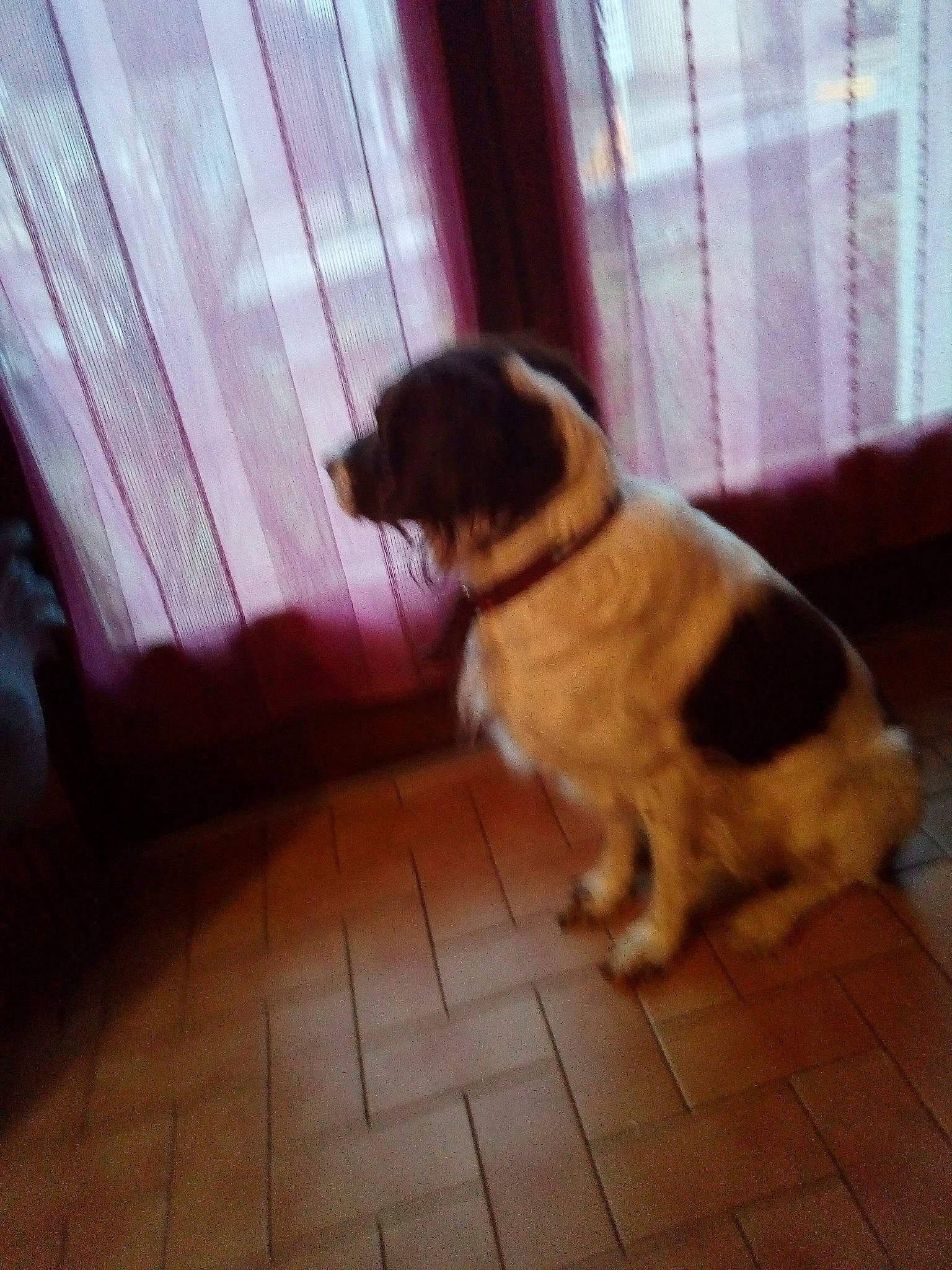 Coquin participe au concours pour gagner de l'argent avec cette photo : canidae, carnivore, companion_dog, dog, dog_breed, fawn, floor, mammal, puppy, sporting_group, tail