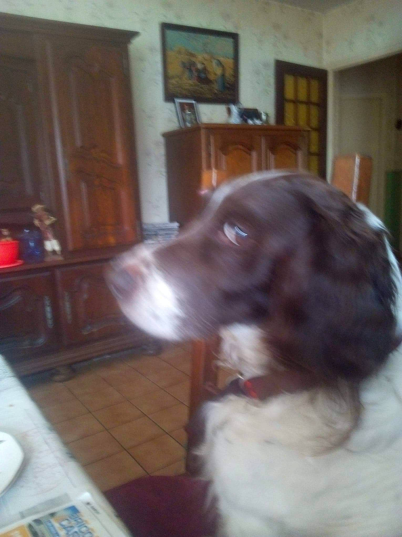 Coquin participe au concours pour gagner de l'argent avec cette photo : canidae, carnivore, dog, dog_breed, drentse_patrijshond, english_cocker_spaniel, english_springer_spaniel, french_spaniel, large_munsterlander, mammal, rare_breed_dog, retriever, russian_spaniel, setter, small_munsterlander, spaniel, sporting_group, vertebrate