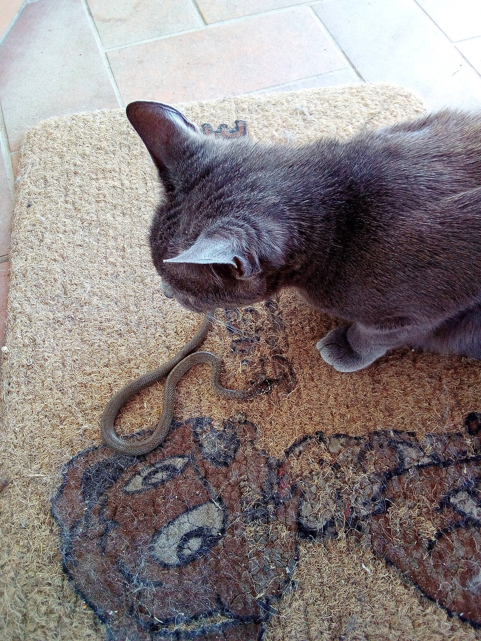 Nénette a rejoint le concours — aidez-le/la à gagner de superbes lots ! british_shorthair, burmese, carnivore, cat, chartreux, domestic_short_haired_cat, felidae, korat, russian_blue, small_to_medium_sized_cats, whiskers