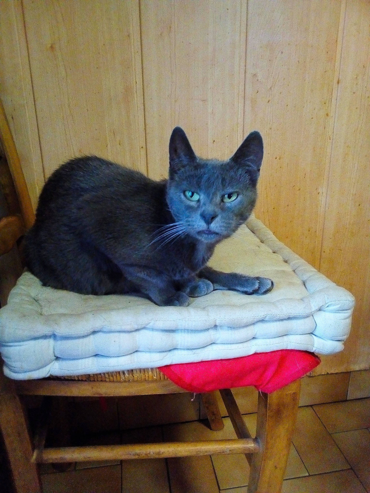 Nénette a rejoint le concours — aidez-le/la à gagner de superbes lots ! asian, black_cat, british_shorthair, burmese, carnivore, cat, chartreux, domestic_short_haired_cat, felidae, korat, mammal, russian_blue, small_to_medium_sized_cats, whiskers