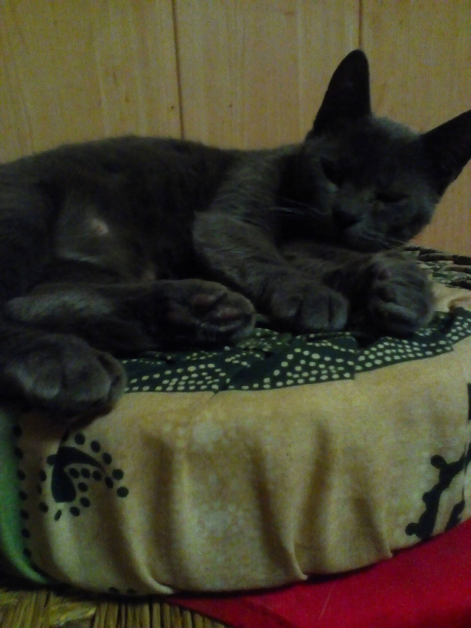 Nénette participe au concours pour gagner de l'argent avec cette photo : asian, black_cat, burmese, carnivore, cat, cat_bed, chartreux, domestic_short_haired_cat, felidae, kitten, korat, mammal, russian_blue, small_to_medium_sized_cats, whiskers