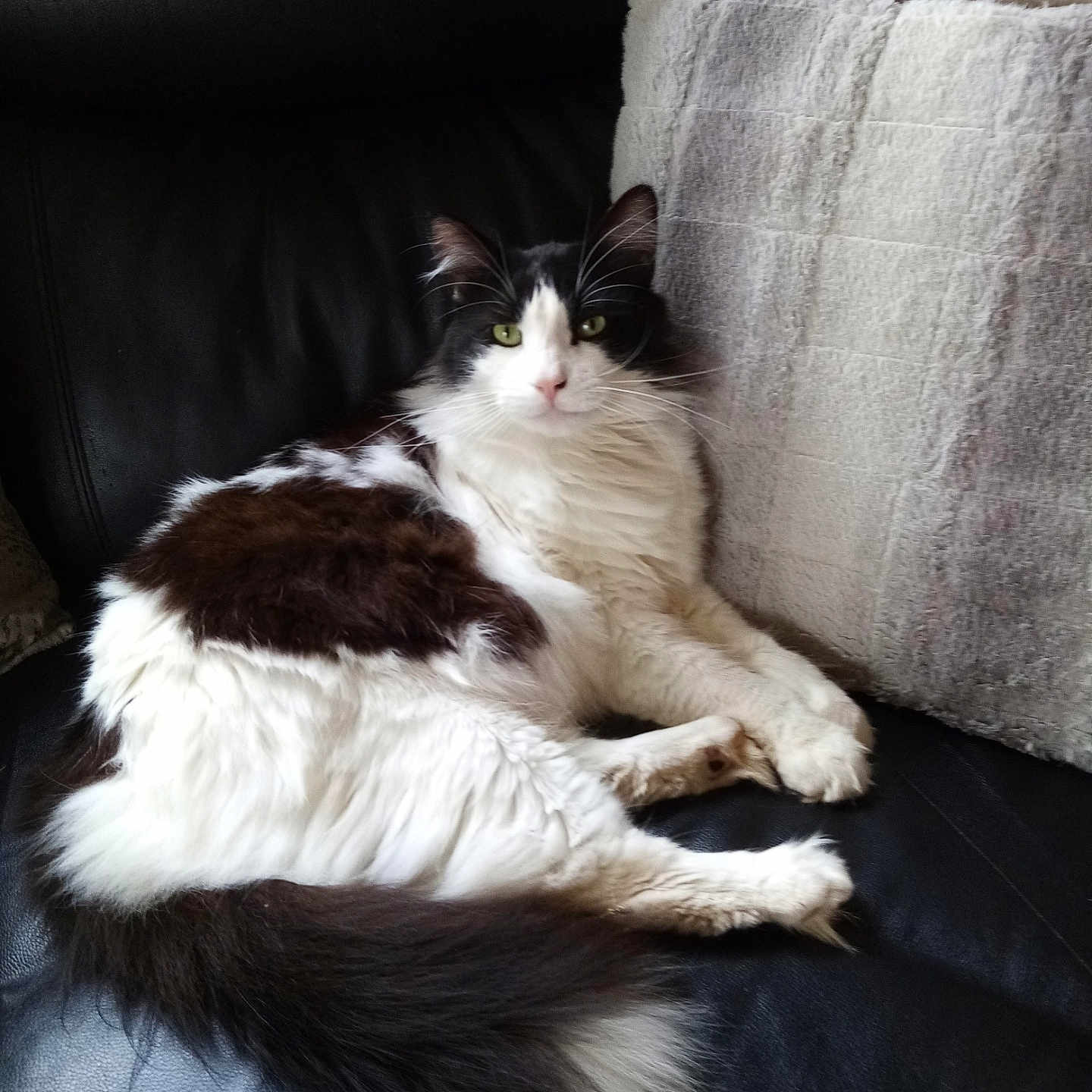Nounours participe au concours pour gagner de l'argent avec cette photo : angora, animal, architecture, building, cat, chair, couch, cushion, furniture, homedecor, indoors, kitten, linen, livingroom, manx, person, pet, pillow, room, sleeping