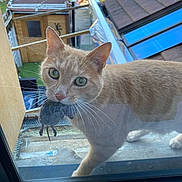 Mozart a rejoint le concours — aidez-le/la à gagner de superbes lots ! cat, mouse, animal, pet, outdoor, window, whiskers, fur, hunting, catch, rodent, roof, garden, building, closeup, curious, predator, domestic, mammal, nature