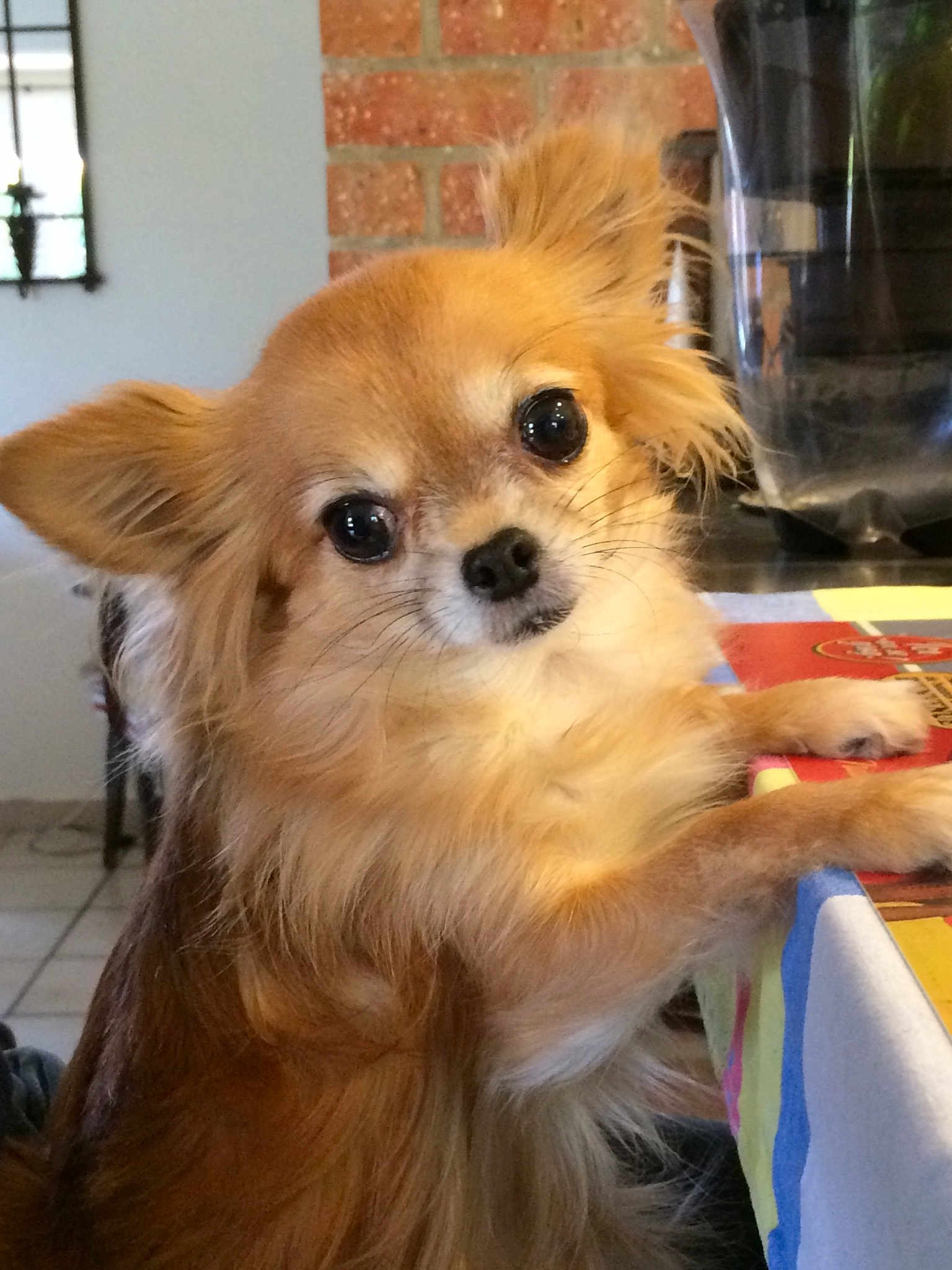 Chanel a rejoint le concours — aidez-le/la à gagner de superbes lots ! ancient_dog_breeds, canidae, carnivore, chihuahua, companion_dog, dog, dog_breed, ear, fawn, mammal, pomeranian, puppy, rare_breed_dog, snout, sporting_group, tibetan_spaniel, toy_dog, vertebrate, whiskers