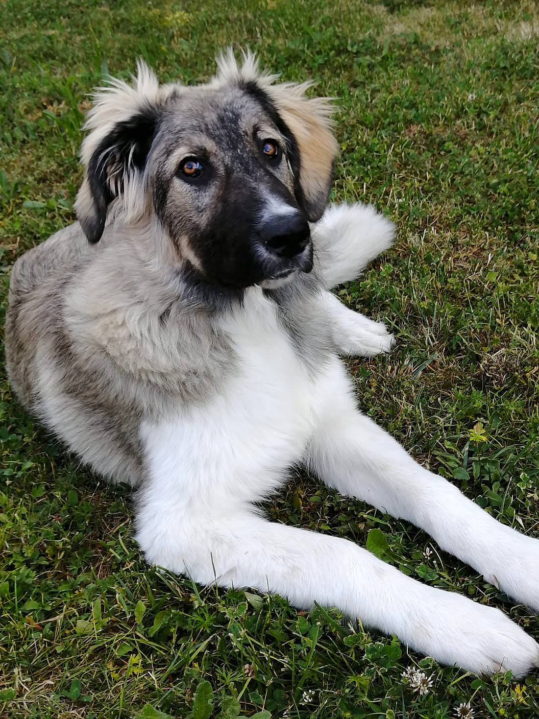 Sawyer a rejoint le concours — aidez-le/la à gagner de superbes lots ! ancient_dog_breeds, canidae, carnivore, companion_dog, dog, dog_breed, fawn, fur, grass, groundcover, plant, snout, sporting_group, tail, terrestrial_animal, working_dog