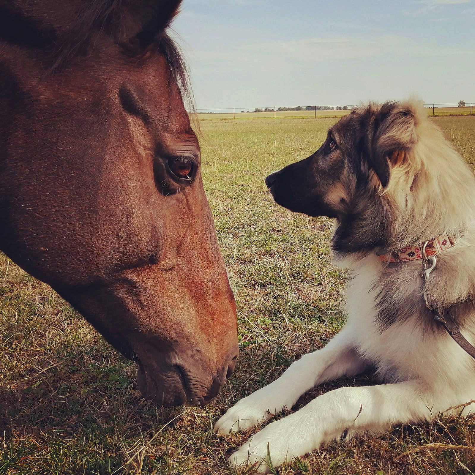Sawyer a rejoint le concours — aidez-le/la à gagner de superbes lots ! carnivore, cloud, companion_dog, dog, dog_breed, fawn, grass, grassland, happy, horse, landscape, liver, natural_landscape, pack_animal, people_in_nature, plant, sky, snout, tree, working_animal