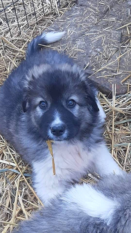 Sawyer participe au concours pour gagner de l'argent avec cette photo : ancient_dog_breeds, canidae, carnivore, companion_dog, dog, dog_breed, fur, grass, herding_dog, puppy, snout, sporting_group, terrestrial_animal, whiskers, working_animal, working_dog