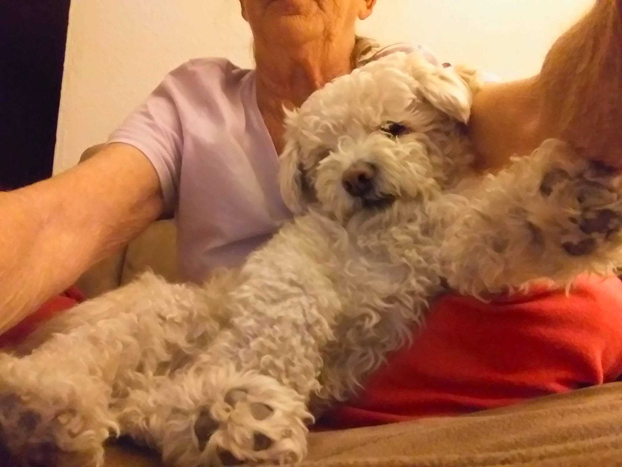 Max is registered to the contest to win money with this photo: briquet_griffon_vendeen, canidae, carnivore, companion_dog, dog, dog_breed, labradoodle, maltepoo, mammal, non_sporting_group, poodle, poodle_crossbreed, shih_poo, small_terrier, sporting_group, terrier, toy_dog, vertebrate, water_dog, working_animal