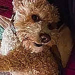 Max is registered to the contest to win money with this photo: beige, black, brown, canidae, carnivore, companion_dog, dog, dog_breed, fawn, fur, non_sporting_group, puppy, snapshot, tan, toy_dog, vertebrate, water_dog, white, working_animal, yellow