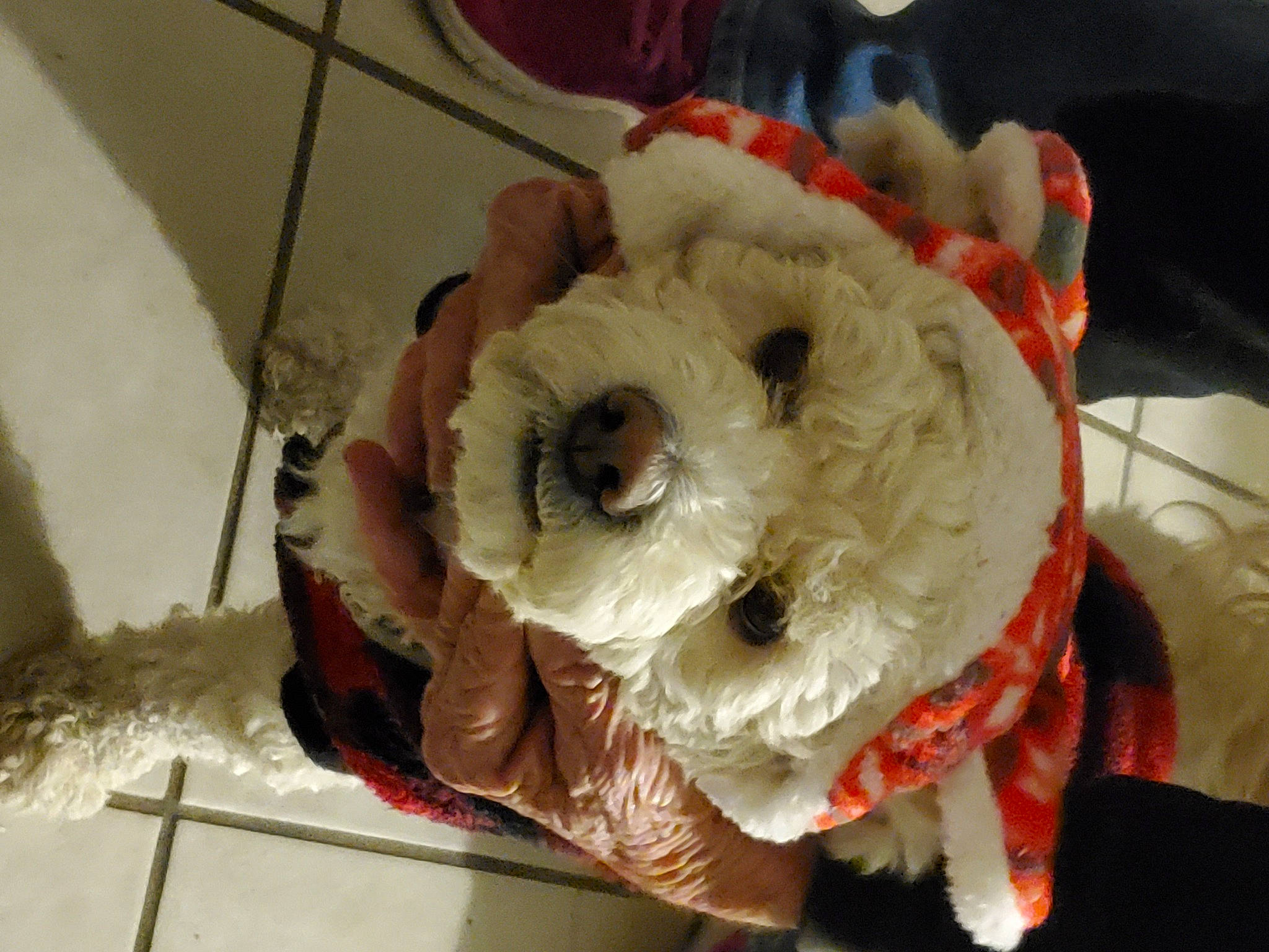 Max joined the competition — help win amazing prizes! carmine, dessert, dog_supply, stuffed_toy, tile, toy, working_animal