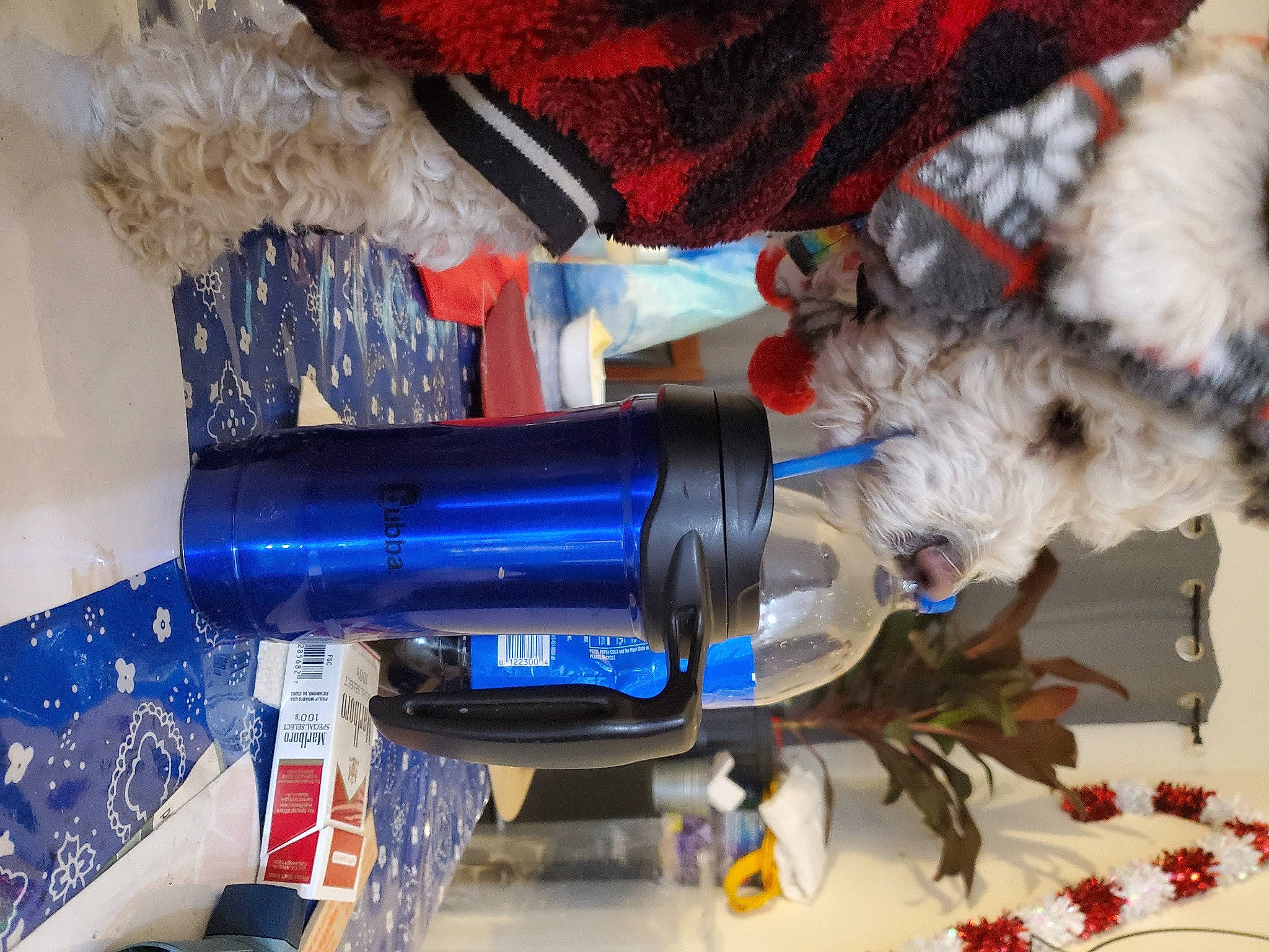 Max joined the competition — help win amazing prizes! blue, bottle, carmine, cobalt_blue, costume, cylinder, electric_blue, fur, natural_material, plastic, water_bottle