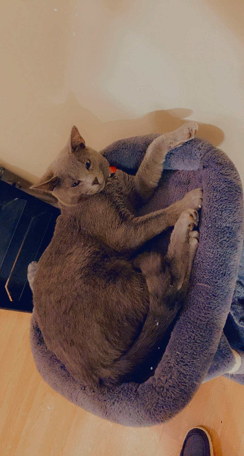 Bruno joined the competition — help win amazing prizes! carnivore, cat, cat_bed, claw, comfort, domestic_short_haired_cat, fawn, felidae, fur, grey, nap, paw, sleep, small_to_medium_sized_cats, snout, tail, whiskers