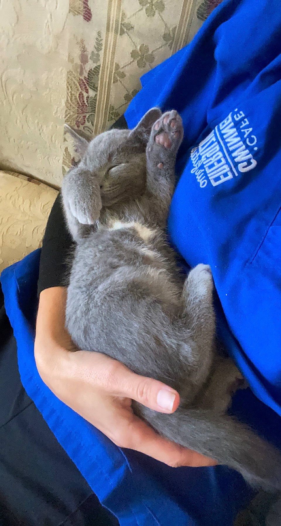 Bruno is registered to the contest to win money with this photo: blue, claw, comfort, dog_breed, domestic_rabbit, domestic_short_haired_cat, electric_blue, felidae, fur, gesture, hand, hat, nap, rabbits_and_hares, small_to_medium_sized_cats, snout, sporting_group, terrestrial_animal, whiskers
