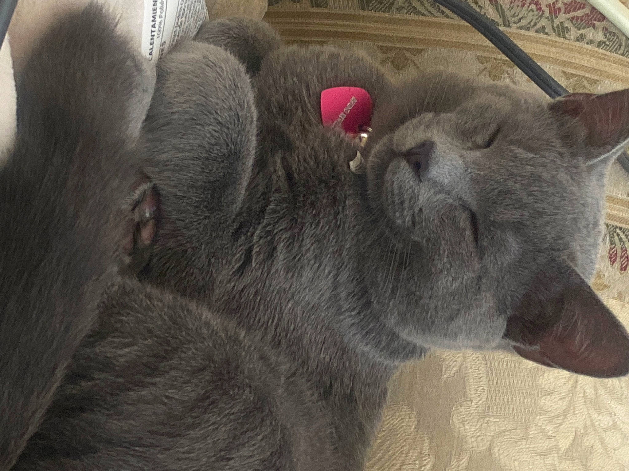 Bruno is registered to the contest to win money with this photo: carnivore, cat, comfort, domestic_short_haired_cat, felidae, fur, grey, paw, russian_blue, small_to_medium_sized_cats, snout, terrestrial_animal, whiskers