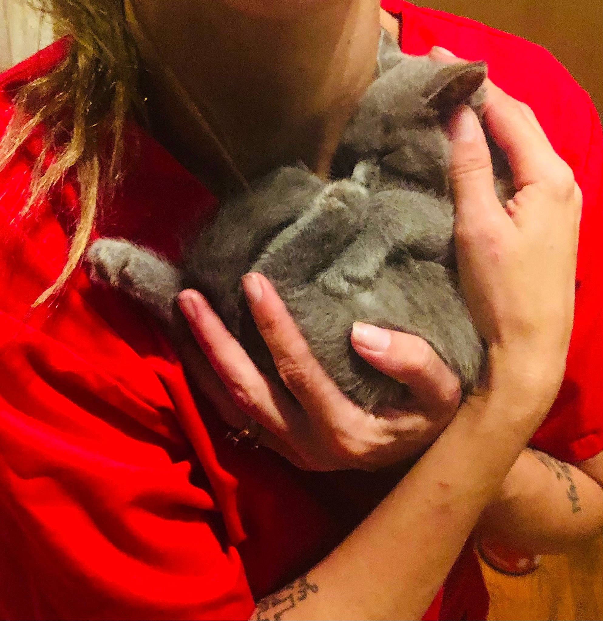 Bruno is registered to the contest to win money with this photo: carmine, child, comfort, domestic_short_haired_cat, felidae, finger, flesh, fur, gesture, nail, paw, petal, small_to_medium_sized_cats, thread, thumb, tradition, whiskers, wood, wool, wrist