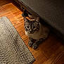 cat, tabby_cat, pet, indoor, hardwood_floor, rug, bed_frame, mattress, paws, whiskers, blue_eyes, looking_up, sitting, cozy, domestic, closeup, portrait, shadow, flooring, furniture